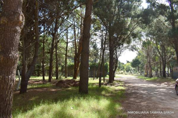 LOS SAUCES ENTRE ALAMEDA Y LAS ACACIAS - 6
