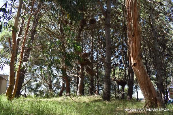 LOS SAUCES ENTRE ROTONDA Y ALAMEDA — foto 2