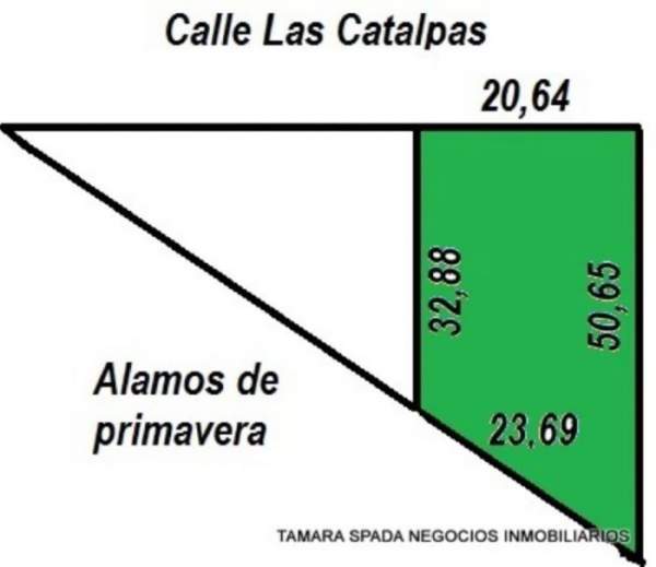 LAS CATALPAS Y ALAMOS DE PRIMAVERA — foto 5
