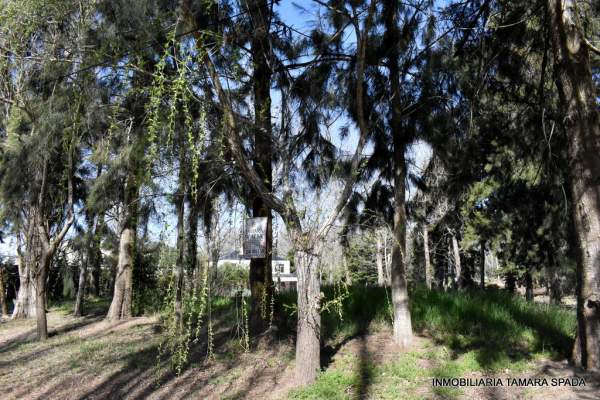 LAS CATALPAS Y ALAMOS DE PRIMAVERA — foto 2
