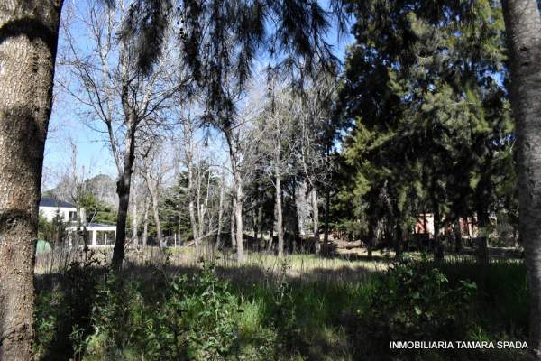 LAS CATALPAS Y ALAMOS DE PRIMAVERA — foto 3