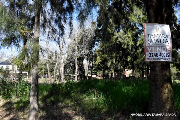 LAS CATALPAS Y ALAMOS DE PRIMAVERA — foto 4