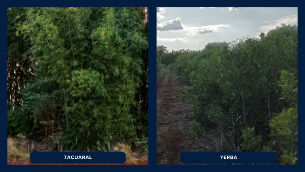 Chacras en VENTA en Azara, Misiones - 6