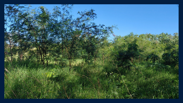 VENTA de 7 LOTES (8.400 m²) - 10