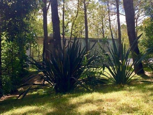En Cariló | Pino, Confortable casa en pleno bosque! — foto 15